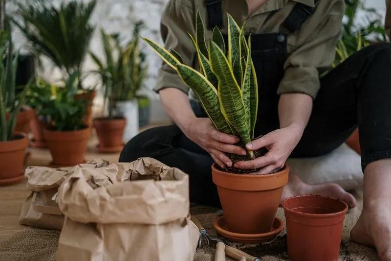 10% de descompte en llavors i planter — Agroquímics Les Borges